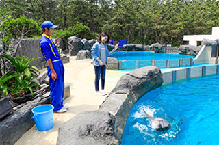 イルカの海コミュニケーションタイム